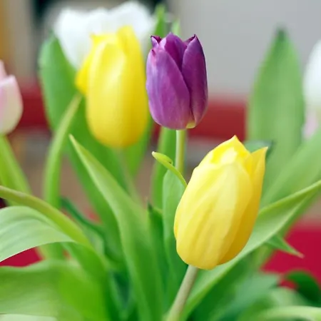 Life & Energy Apartma